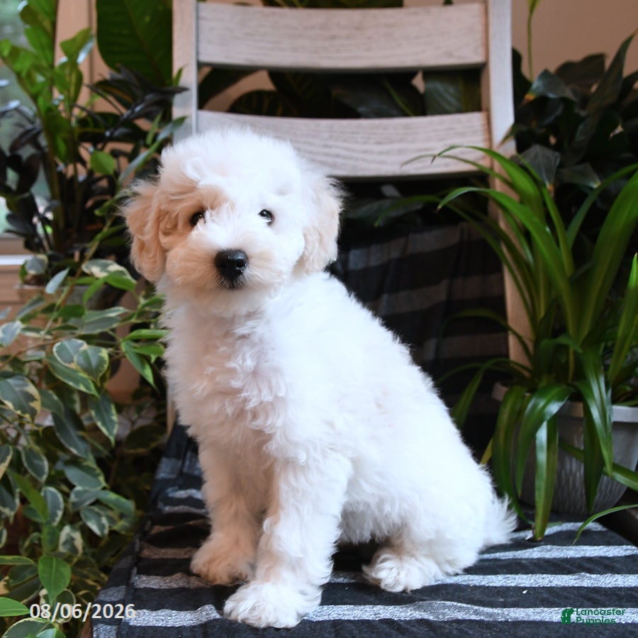 Bichpoo dogs Beau - Ad 2