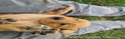 Golden Retriever dogs for sale: Starburst (White Collar) - Ad 1