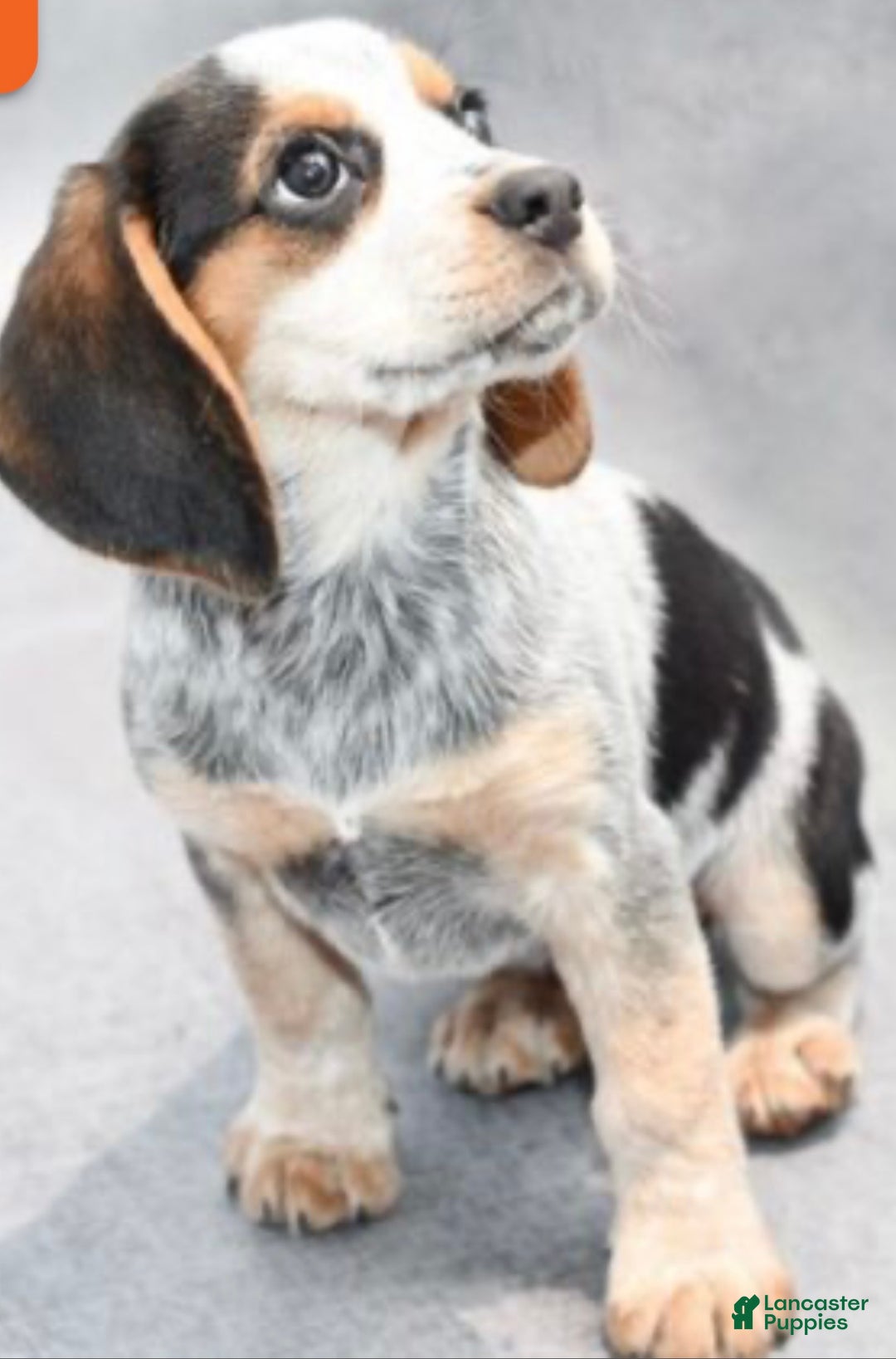 Beagle dogs for sale: Beagle Puppy 3 - Ad 4