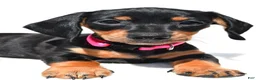 Miniature Dachshund dogs for sale: Twinkle - Ad 6