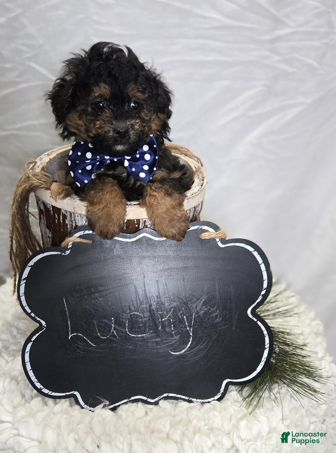 Pomapoo dogs for sale: Lucky - Ad 3