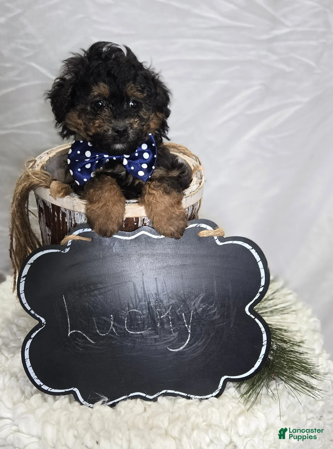 Pomapoo dogs for sale: Lucky - Ad 3