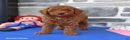 Cavapoo dogs for sale: Ronnie - Ad 3
