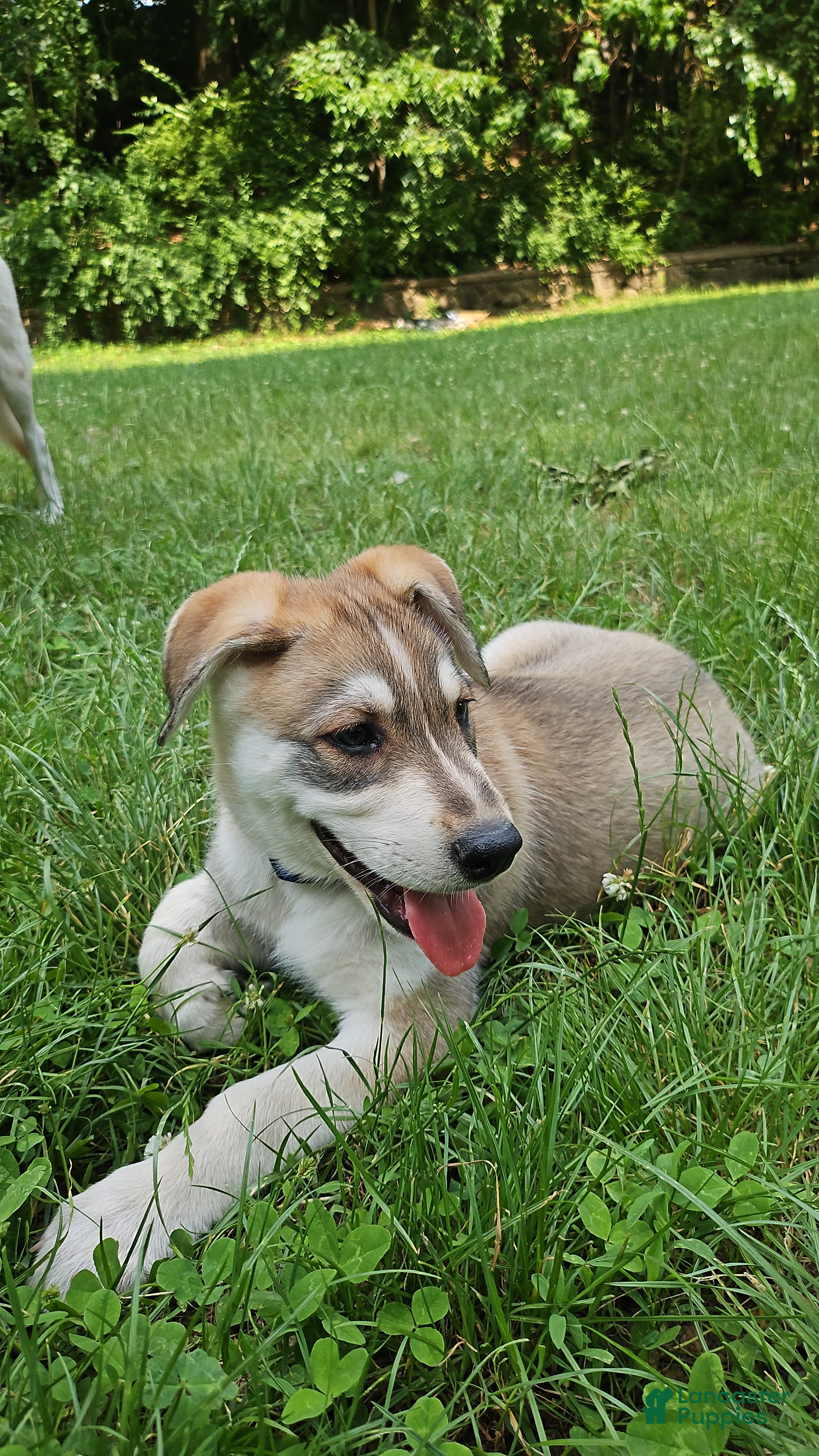 Gerberian Shepsky dogs Ragnar  - Ad 2
