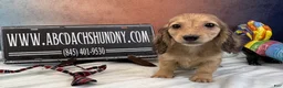 Miniature Dachshund dogs for sale: CReam boy - Ad 6