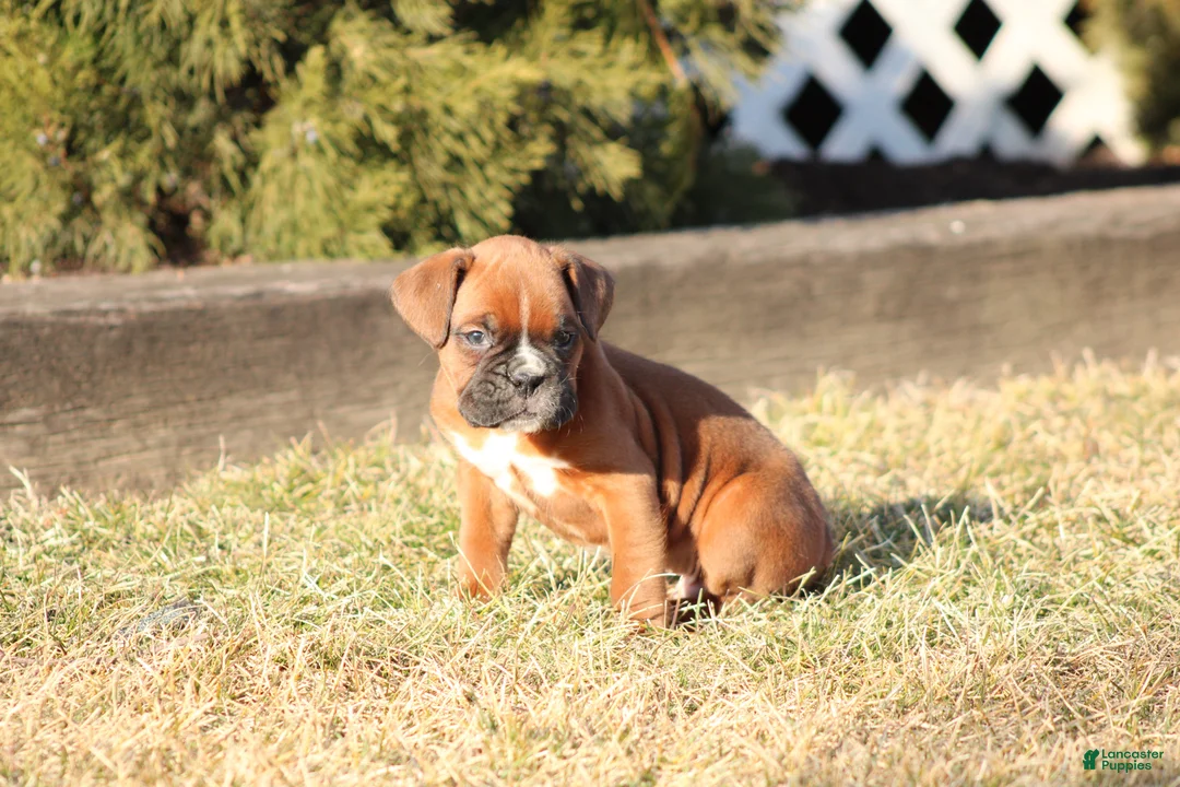 Boxer dogs for sale: Rodger - Ad 2