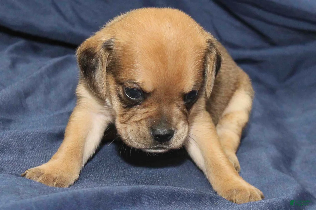 Puggle dogs for sale: Chewy - Ad 1