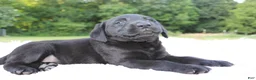 Labrador Retriever dogs for sale: Lady - Ad 3