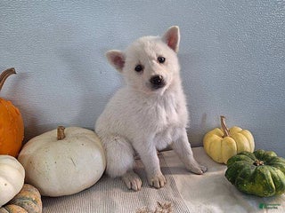 Pomsky dogs Jana - Ad 32