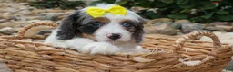 Cavapoo dogs for sale:  Preston🐶  - Ad 17