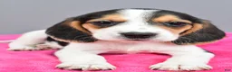 Beagle dogs for sale: Darling - Ad 4
