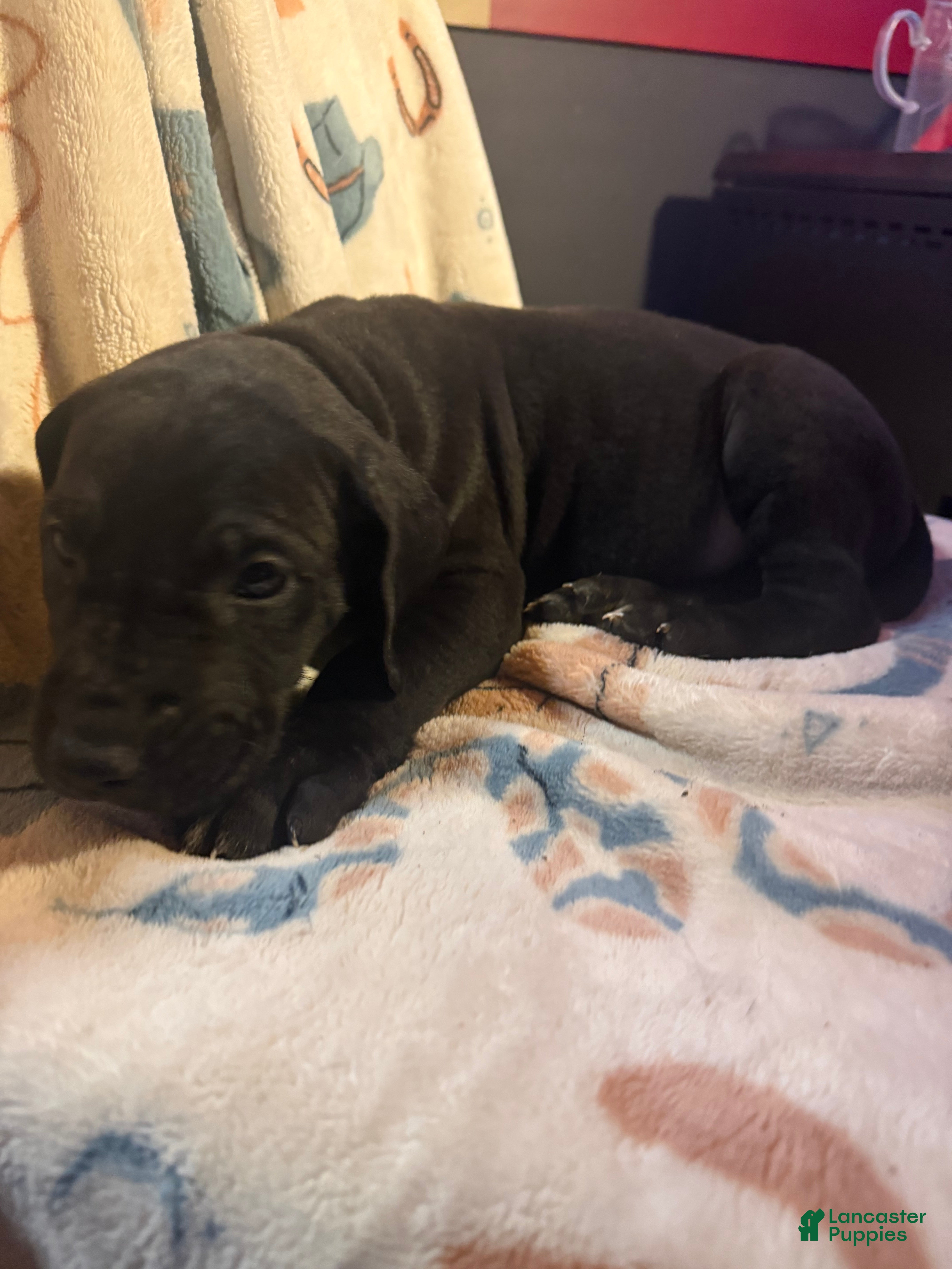 Great Dane dogs Great Dane Puppy 12 - Ad 34
