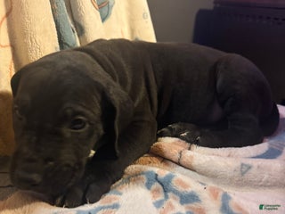 Great Dane dogs Great Dane Puppy 12 - Ad 7