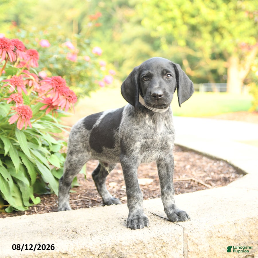 German Shorthaired Pointer dogs Amos - Ad 1