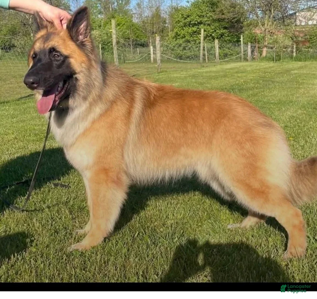 German Shepherd dogs for sale: German Shepherd Puppy 1 - Ad 5