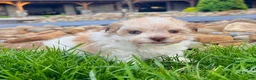 Havanese dogs for sale: Gabriel - Ad 3