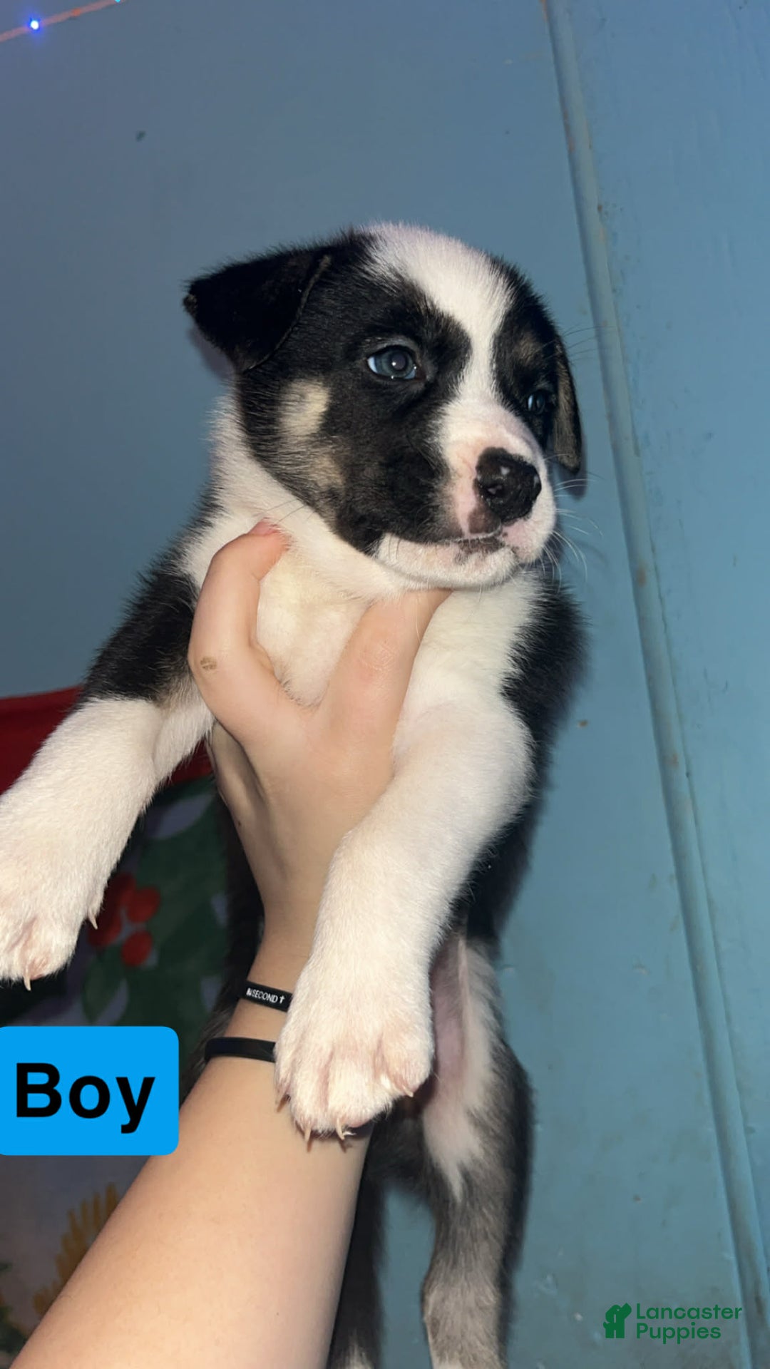 Mixed Breed dogs for sale: Marshmallow  - Ad 1