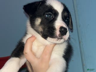 Mixed Breed dogs Marshmallow - Ad 14