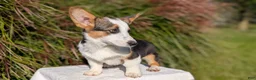 Welsh Corgi Pembroke dogs for sale: Logan - Ad 3