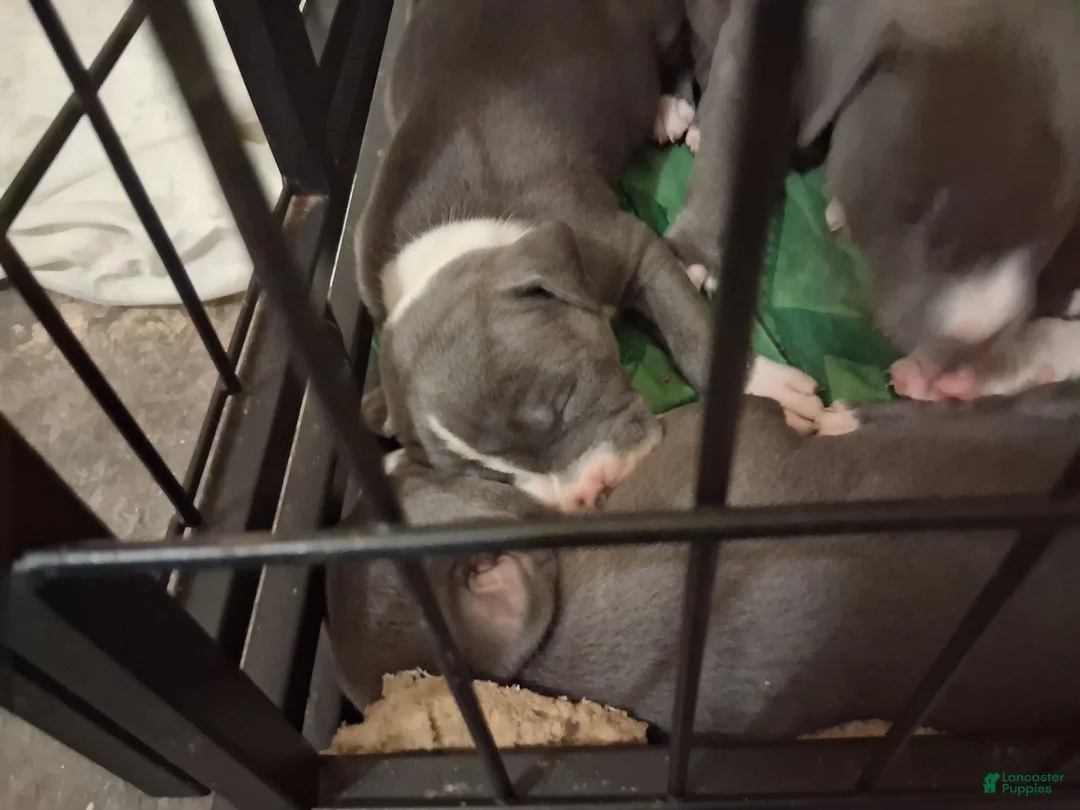 Mixed Breed dogs for sale: Zy - Ad 1