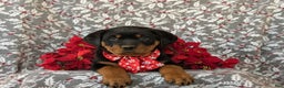 Rottweiler dogs for sale: Atticus - Ad 5