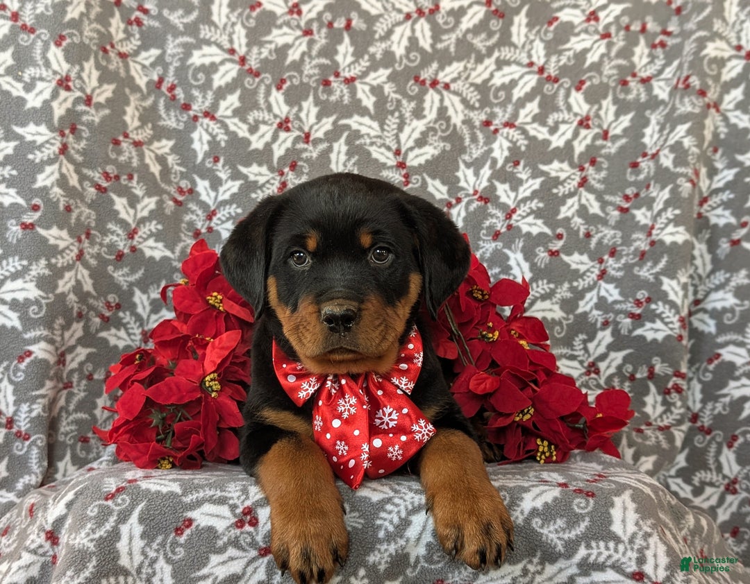Rottweiler dogs for sale: Atticus - Ad 5