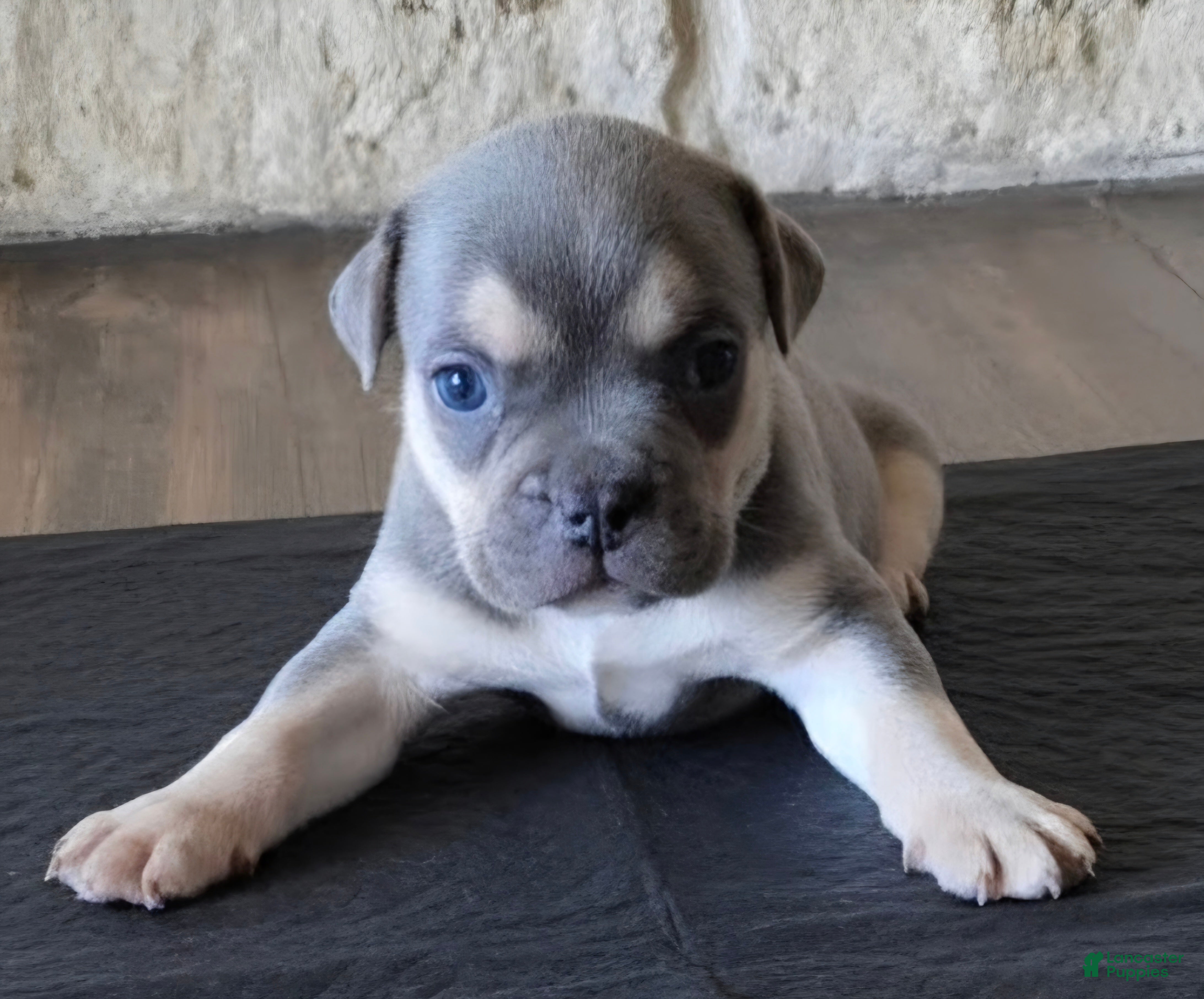 American Bully dogs Aspen - Ad 1
