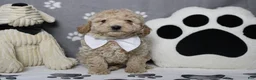 Havapoo dogs for sale: Willie  - Ad 13