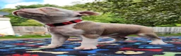 Boston Terrier dogs for sale: Taurus (male 1) - Ad 18