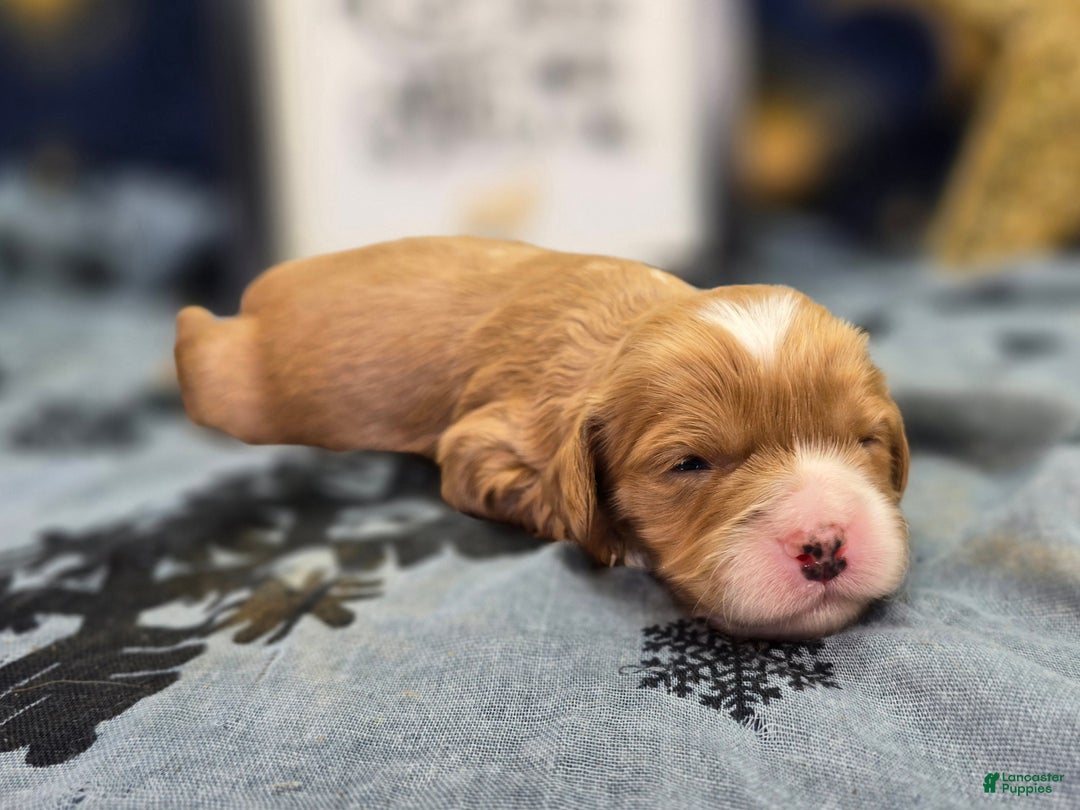 Cavapoo dogs for sale: Socks - Ad 1