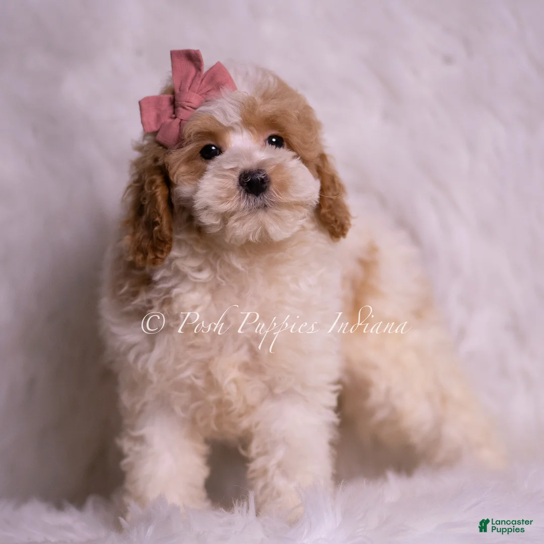 Mini Goldendoodle dogs for sale: Bambina - Ad 2