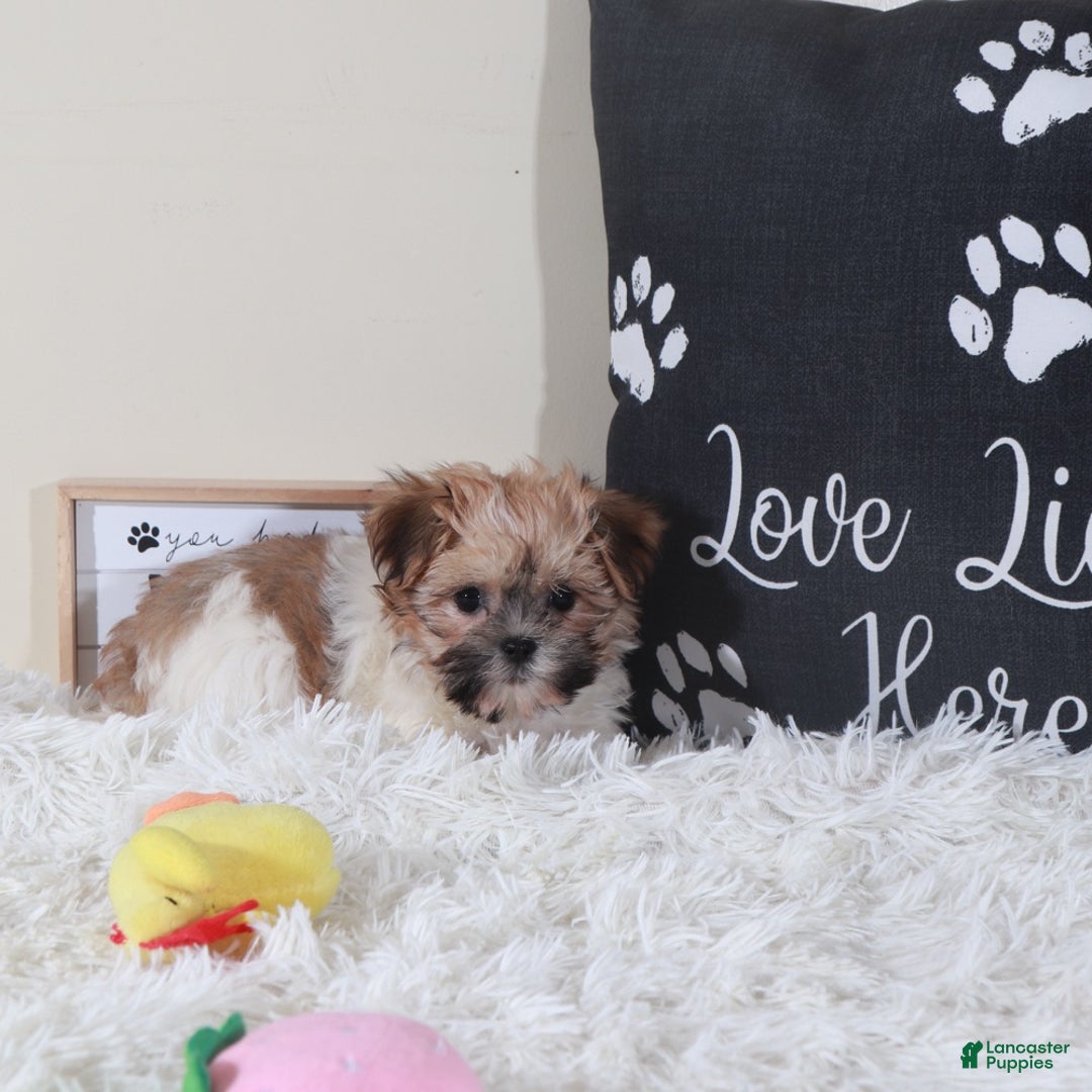 Havanese dogs for sale: Havanese Puppy Carman - Ad 4