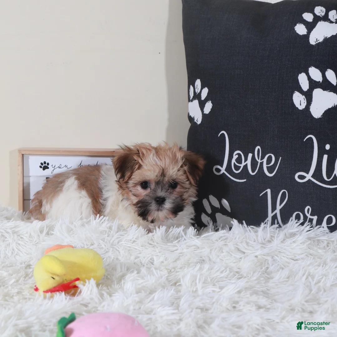 Havanese dogs for sale: Havanese Puppy Carman - Ad 4