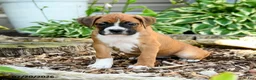 Boxer dogs for sale: Bianca - Ad 2