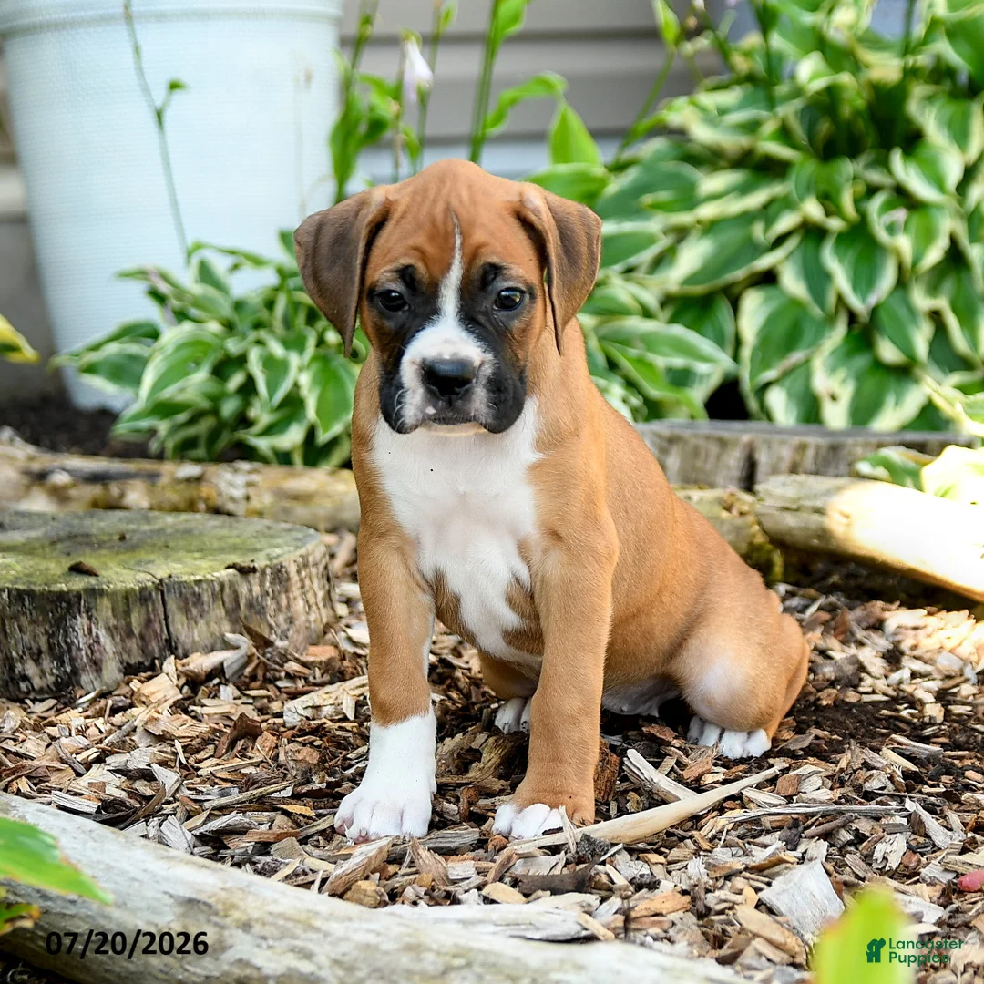 Boxer dogs for sale: Bianca - Ad 2