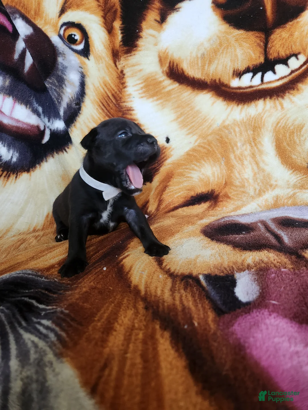 Staffordshire Bull Terrier dogs for sale: Wes - Ad 1