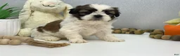 Shih Tzu dogs for sale: Jack - Ad 3