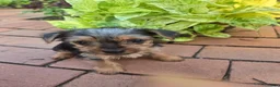 Yorkshire Terrier dogs for sale: Tiny teacup June - Ad 2