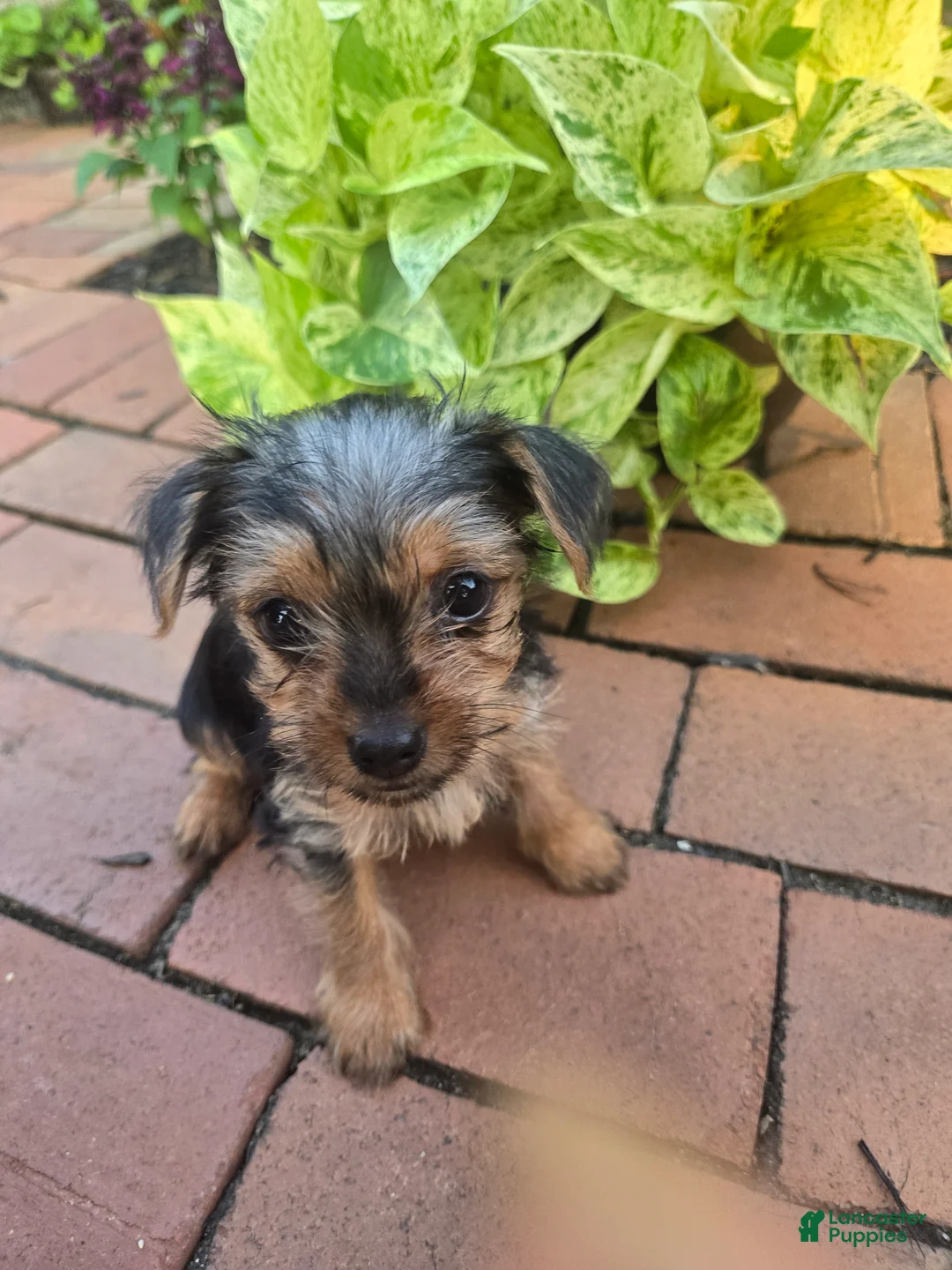 Yorkshire Terrier dogs for sale: Tiny teacup June - Ad 2