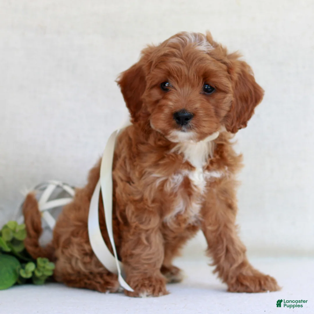 Cavapoo dogs for sale: Nova  - Ad 2