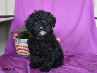 Miniature Poodle dogs Jade - Ad 26