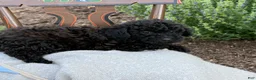 Toy Poodle dogs for sale: Captain - Ad 7