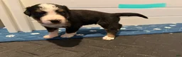 Bernese Mountain Dog dogs for sale: Teal - Ad 6
