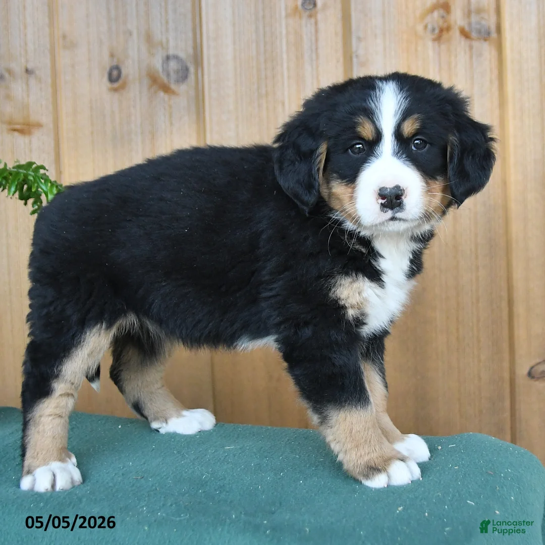 Bernese Mountain Dog dogs for sale: Pixie - Ad 2