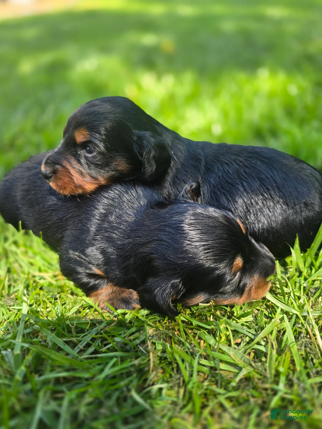 Mixed Breed dogs for sale: Lily - Ad 2