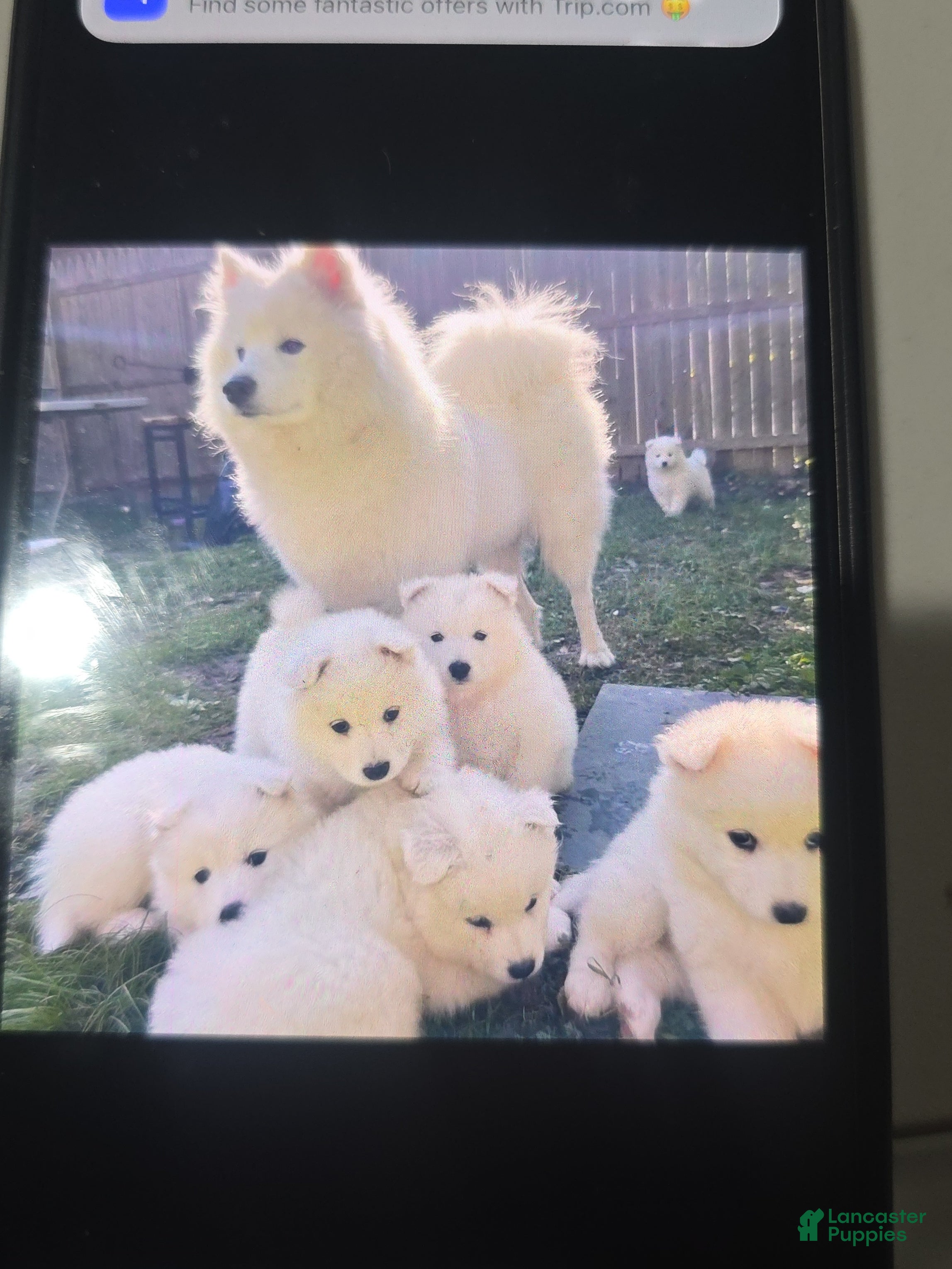 Samoyed dogs Samoyed Puppy 2 - Ad 2