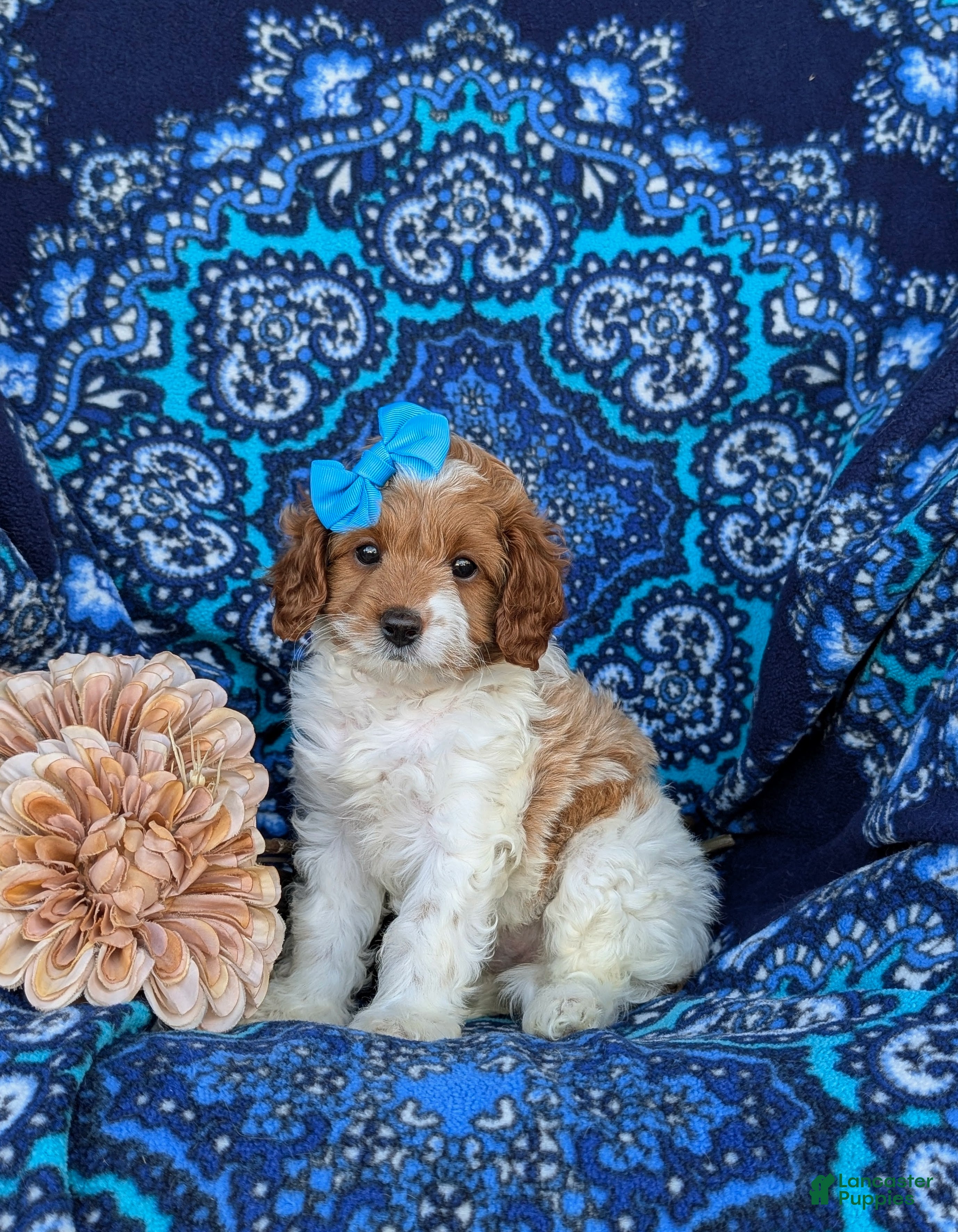 Cavapoo dogs Carlotta Hypoallergenic - Ad 1