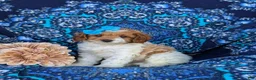Cavapoo dogs for sale: Carlotta Hypoallergenic - Ad 1