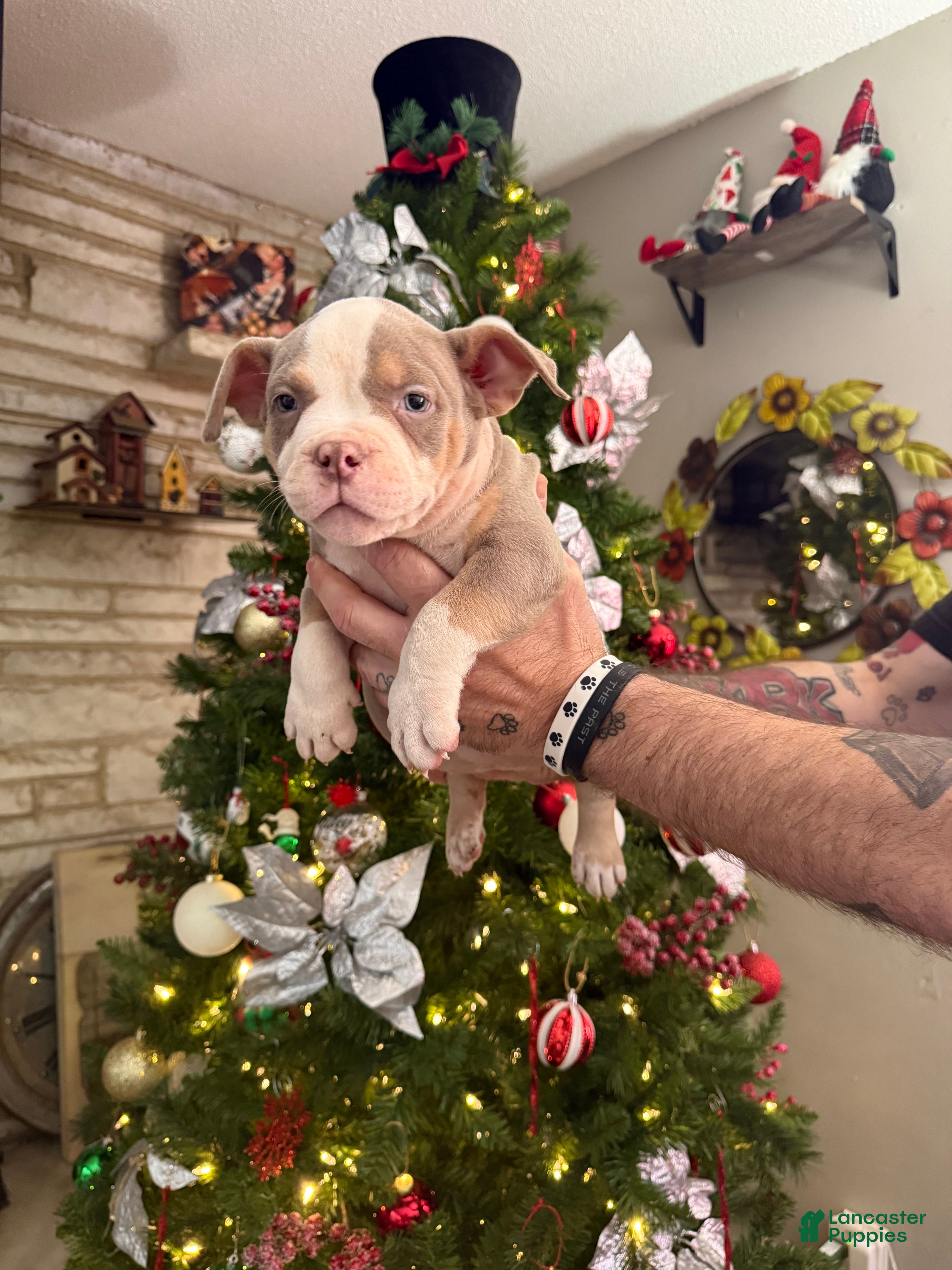 American Bully dogs Chloe - Ad 33