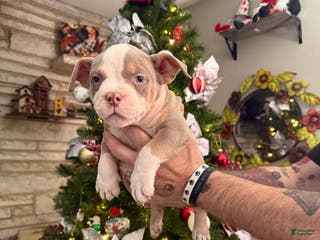 American Bully dogs Chloe - Ad 39